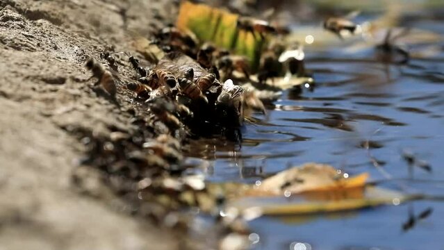 Abelhas Bebendo &Aacute;gua 