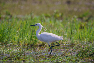 Little Egret (Egretta garzetta) walking through the green grass in the Swamp