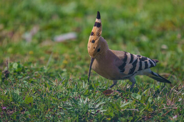 Eurasian Hoopoe (Upupa epops) feeding on insects in Meadow