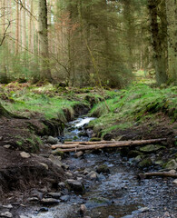 A small forest stream in misty pine forest in Scotland