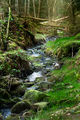 A small forest stream in misty pine forest in Scotland