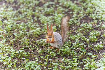 Naklejka na ściany i meble Squirrel in the park on the ground