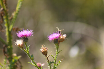Closeup of bee on spiny plumeless thistle flower with selective focus on foreground