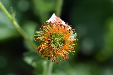 Welkende Blüte eines roten Nelkenwurz