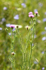 Closeup of spiny plumeless thistle flowers with blurred plants on background