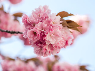 Gorgeous Japanese cherry blossom. Beautiful sakura blossom. Bright spring day, summer day