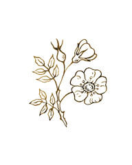 Rose hip herbal illustration. Hand drawn botanical sketch style.