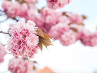 Gorgeous Japanese cherry blossom. Beautiful sakura blossom. Bright spring day, summer day