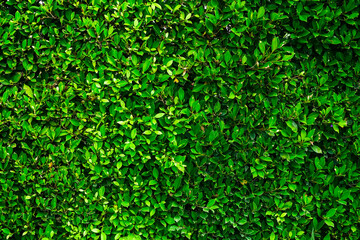 green foliage texture, leaf nature background.	