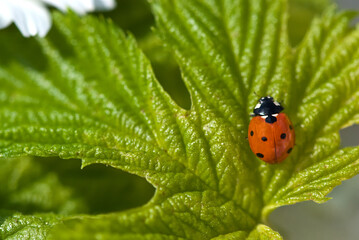 Lucky Charm Lady Bug On Green Leaf