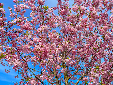 Flowering pink sakura tree branches against a background of bright blue spring sky.