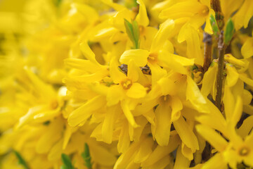forsythia koreana, macro photo of yellow flowers on a branch in spring