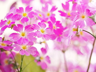 Obraz premium 花のある風景 サクラソウ