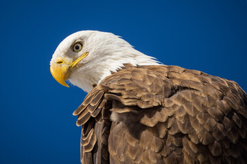 memorial day american bald eagle