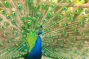 Fototapeta premium selective focus. Male indian peacock showing its tail. An open tail with bright feathers. Portrait of a male peacock with bright multi-colored plumage. Bright bird color.