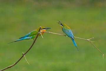 Blue tailed Bee-eater pair and their behaviour 