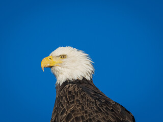 american bald eagle