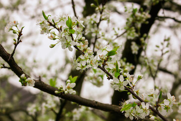 white cherry blossom in spring