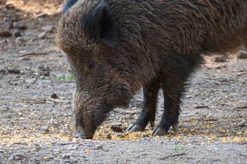 Wildschwein sucht auf dem Waldboden nach Fressen
