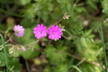 Hedgerow cranesbill, Geranium pyrenaicum