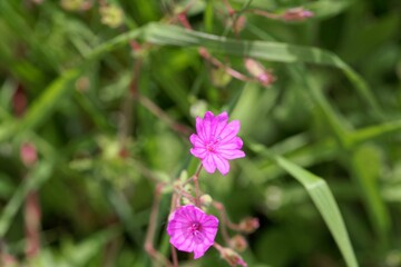 Hedgerow cranesbill, Geranium pyrenaicum