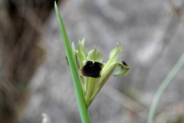 Widow iris, Iris tuberosa