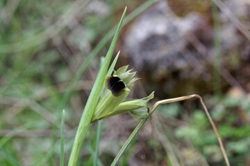 Widow iris, Iris tuberosa