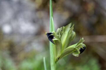 Widow iris, Iris tuberosa