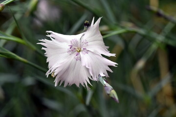 Ausgefranzte Blüte einer Federnelke