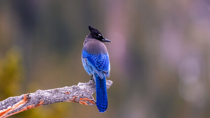 Close up shot of vibrant blue colored Steller's Jay (Cyanocitta stelleri) songbird perched on tree branch. Long crested mountain jay or pine jay, rear view.
