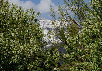 Springtime, Spring in the Rockies, winter to spring, change of seasons, warm and cold, snow and blossoms