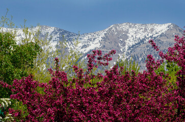 Obraz premium Springtime, Spring in the Rockies, winter to spring, change of seasons, warm and cold, snow and blossoms