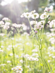 花のある風景　ハルジオン
