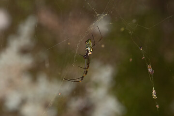 Isolated tropical spider by side in the forest spider web