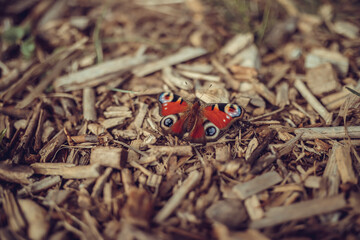 Butterfly urticaria sitting on a wooden board