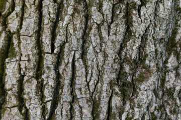 Wooden texture. Fragment of tree trunk with bark