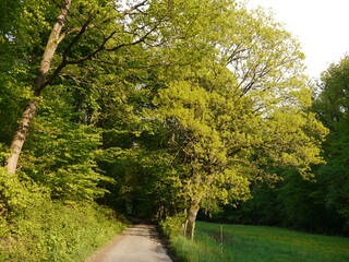 Obraz premium In der Natur