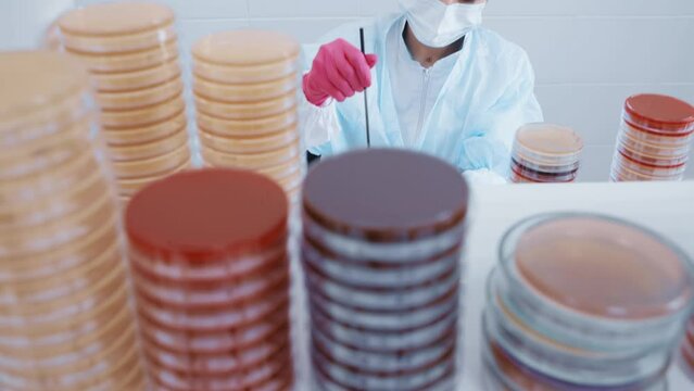 scientist or worker in a bacteriological laboratory makes tests and analyzes against the background of many petri dishes.