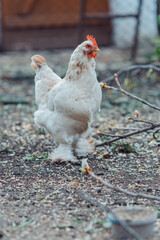 Portrait of a chiken walk closeup in autumn rural street