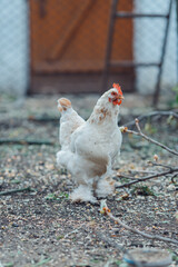 Portrait of a chiken walk closeup in autumn rural street