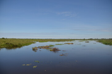 Obraz na płótnie Canvas pantanal 3