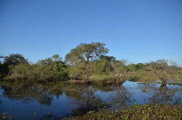 Fototapeta na wymiar pantanal 1