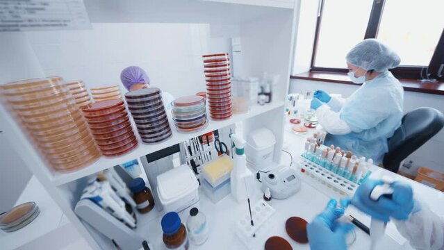 group of scientists doing analyzes and tests in a modern bacteriological laboratory against the background of equipment and petri dishes