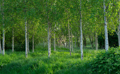Small birch trees growing full of green leaves foliage in summer/spring in grass field 