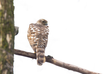 Cooper's hawk (Accipiter cooperii)