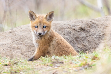 Naklejka na ściany i meble Red fox pup in spring