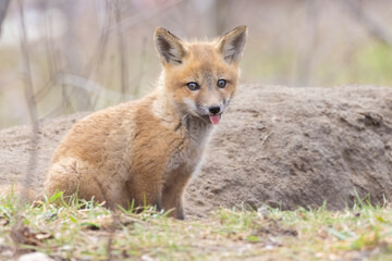 Naklejka na ściany i meble Red fox pup in spring