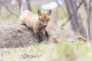 Red Fox pup portrait 