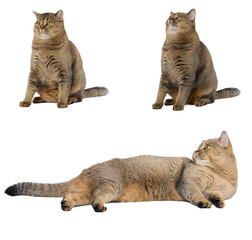 adult gray cat Scottish straight sitting on a white background