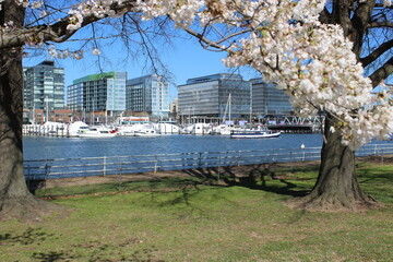Obraz premium Cherry Blossom Tree Over Boats The Wharf DC